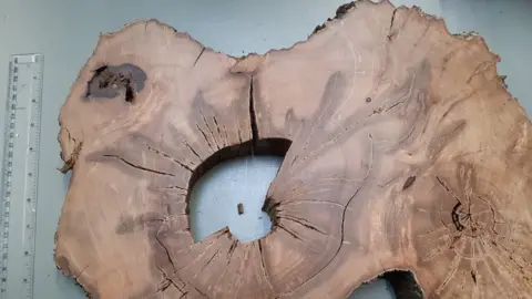 T Bebchuk Section of yew tree