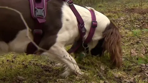 Dog searching for newt