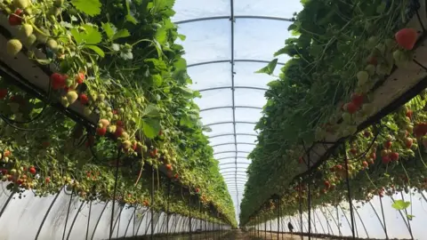 James Porter Strawberries on James Porter's farm