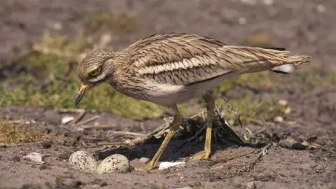 RSPB Stone curlew