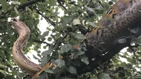 RSPCA Python stuck in tree