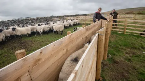 Rob Fraser/somewhere-nowhere New sorting pens at Ingleborough Common