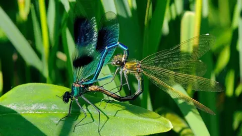 bbcsilverbackfilmsnaturepicturelibrary Damselflies