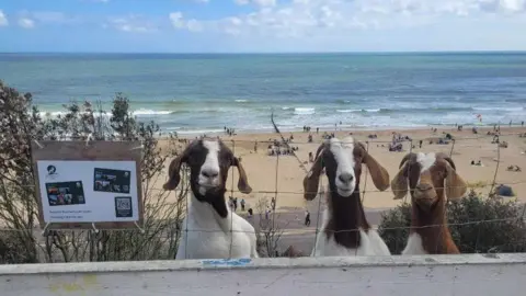 Bournemouth Goats Three goats, cream and brown-coloured in a line peering through fencing with sandy beach and sea below a cliff.