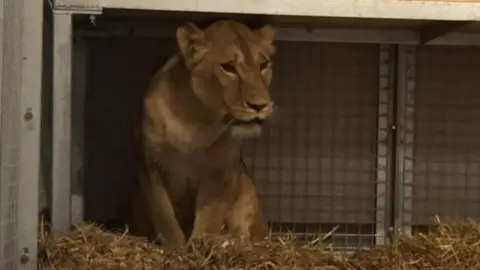 Yuna in enclosure at Big Cat Sanctuary