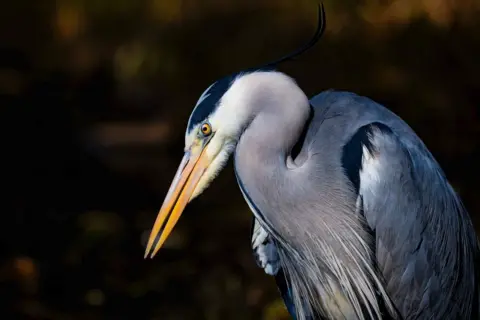 Jacki Gordon A heron in a park 