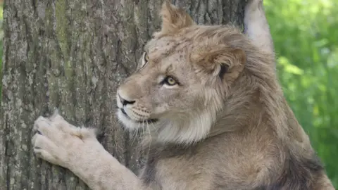 A lion standing on its back paws uses a tree as a scratching post. It has cream coloured fur and amber coloured eyes.