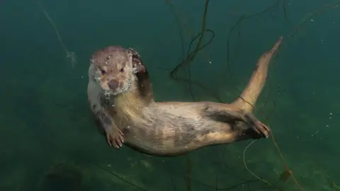 National Geographic Molly the otter is swimming amongst seaweed