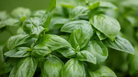 A close up picture of a basil plant with multiple deep green coloured leaves