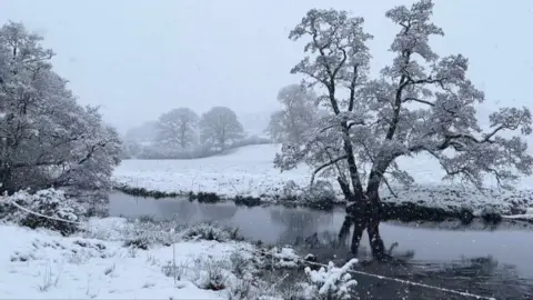 A snowy tree in Llanuwchllyn, Gwynedd