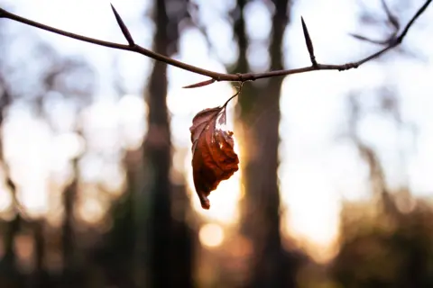 Lewis James Davies A lone leaf hangs of a bare tree. The leaf is dry and shrivelled and orange and looks like it is just about to fall from the tree. The background is blurred but it looks like a sunny day.