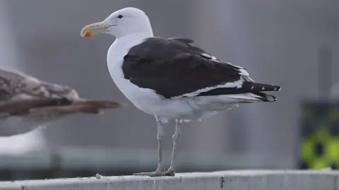 A cape gull, known as a kelp gull