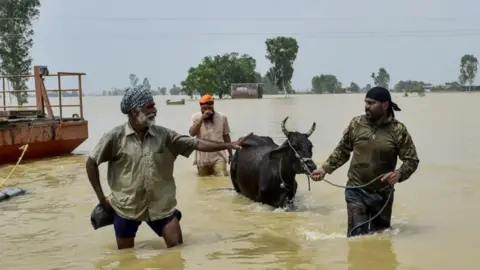 AFP via Getty Images Three men wade through knee-deep dirty water, which stretches into the distance between trees. One man is pulling a cow on a rope.