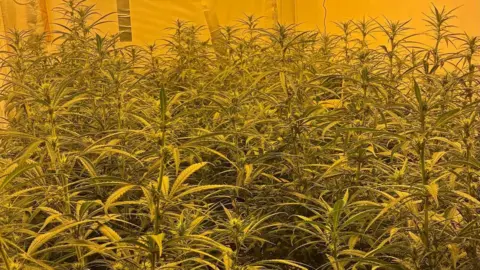 A large number of cannabis plants in a room, with a yellow light shining on them. There is a sheet is behind them. 