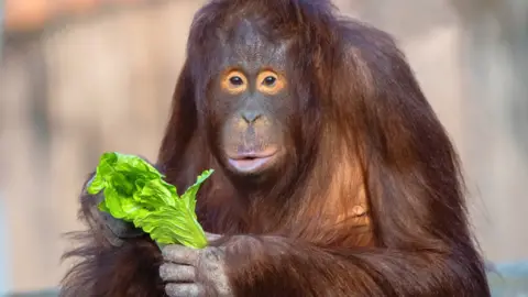 Josh Dennington An orangutan, looking at the camera, holding a piece of lettuce in its hand.