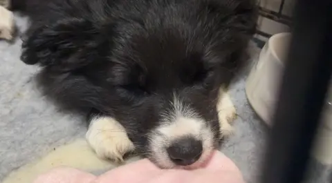 Florrie snoozes with her nose resting between two paws on a pink and grey blanket.
