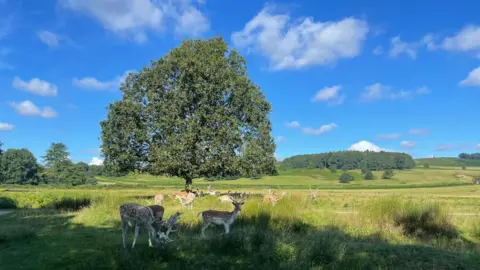 A group of deer in front of a big tree in Bradgate Park