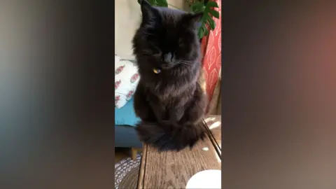 Sophie Butler A fluffy black cat perched on a table with its eyes closed.