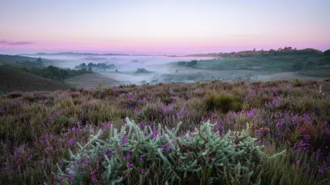 Hang Ross Purple flowers and a purple graduated sky dominate this morning mist picture of a wide sweep across a New Forest landscape