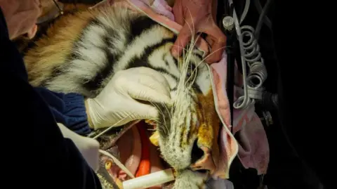 Noah's Ark Zoo Park Image of a tiger being operated on. The animal has its mouth held open and a specialist wearing gloves is undertaking dentistry on the animals teeth.