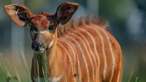 Mountain bongo female calf called Navari