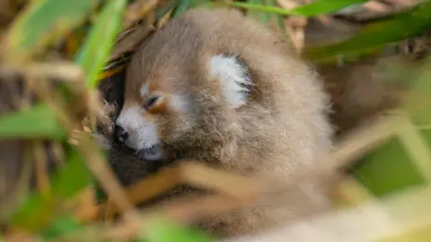 A baby red panda is curled up, asleep on a bed of grass. It is in the foetal position and looks to be a few days old. 