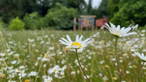 BBC/Juliette Parkin A close up shot of a daisy in focus at the meadow in Wakehurst