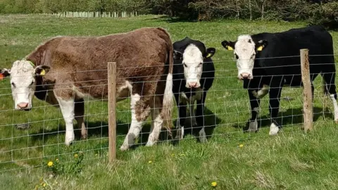 Three large brown and white cows with white ear tags stands side on with its head turned towards the camera. They are standing in a grass field with trees behind it. The three are next to each other behind a fence. They are looking at the camera and have white heads. The furthest left one has a slightly brown coat, whereas the other have black coats and are smaller. 