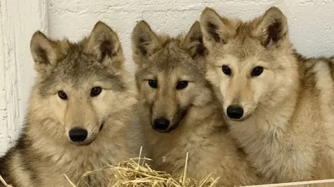 Wolves of Wiltshire Three wolf-dog puppies that all look the same, they are cream and brown coloured with pointy ears and a long nose, wolf like features