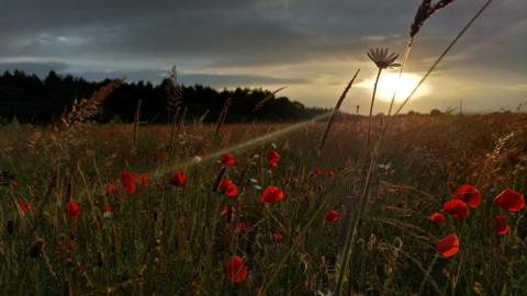 A poppy field in Reading with the fully bloomed flowers in the foreground with the sun piercing through the clouds above
