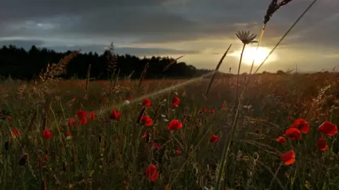 A poppy field in Reading with the fully bloomed flowers in the foreground with the sun piercing through the clouds above