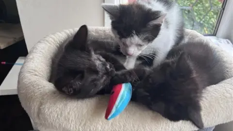 Three kittens - two black and one black and white - play on top of a cat tree with a watermelon slice shaped cat toy.
