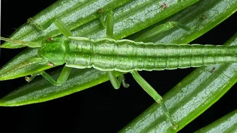A green coloured stick insect, almost indistinguishable from the green stems on which it rests