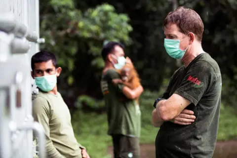 Charlie Dailey Dr Ian Singleton watches over the sedated female orangutan in Jambi, northern Sumatra.