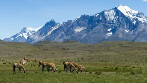 Getty Images Un grupo de guanacos (Lama guanicoe) pastando en el Parque Nacional Torres del Paine en el sur de Chile.