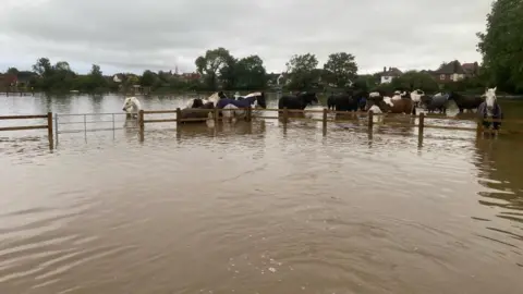 Supplied Horses in flood water in Toton