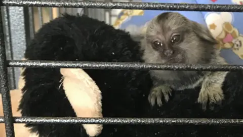 RSPCA Marmoset "TikTok" was being kept in a bird cage as a pet