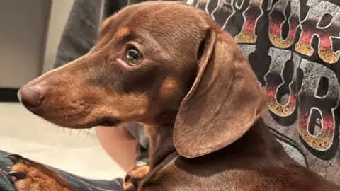 Twiglet, a 16-month-old dachshund