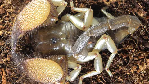 Kovařík/Lowe/Elmi Scorpion