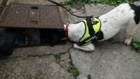 Suffolk Trading Standards Dog searching for items