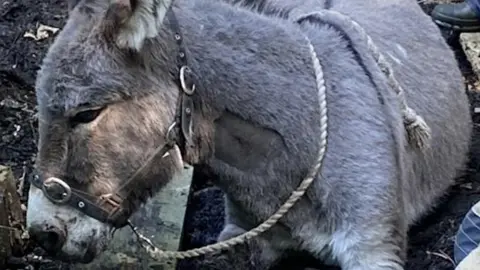 Donkey stuck in mud