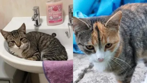 Amber French Two cats