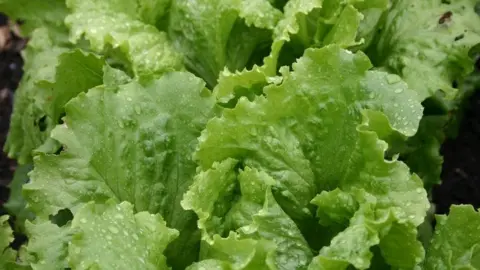 General photo of lettuce