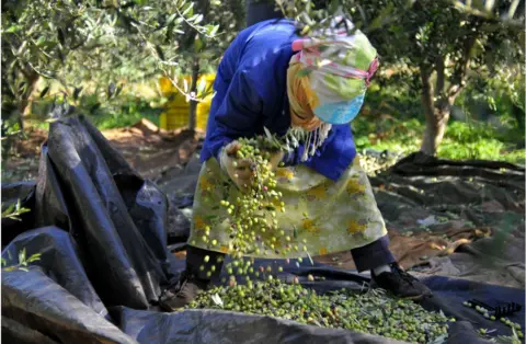 Getty Images An olive picker handling the olives which are flying through the air.