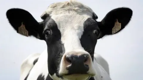 Getty Images Cattle