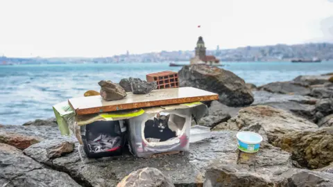 Anadolu Agency/Getty Images Cats shelter on Istanbul shoreline 2020