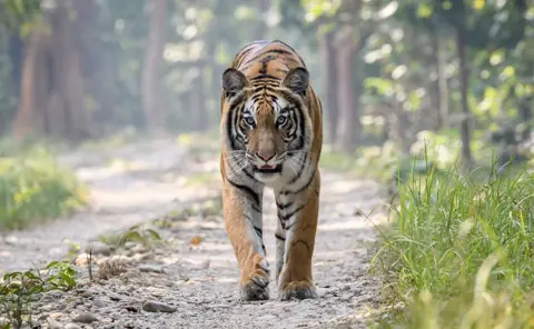 Deepak Rajbanshi Bengal tiger