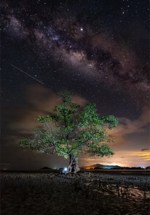 Yusuf Bin Madi A mangrove tree on a beach with a night sky of stars above in Malaysia