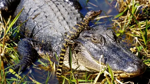 Science Photo Library Alligator