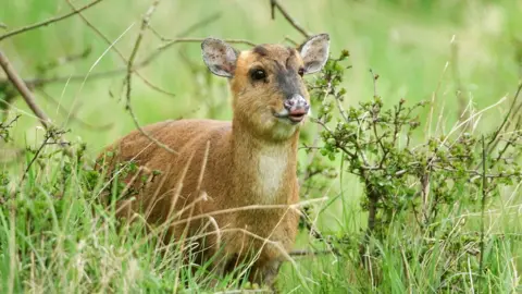 Getty Images Muntjac deer